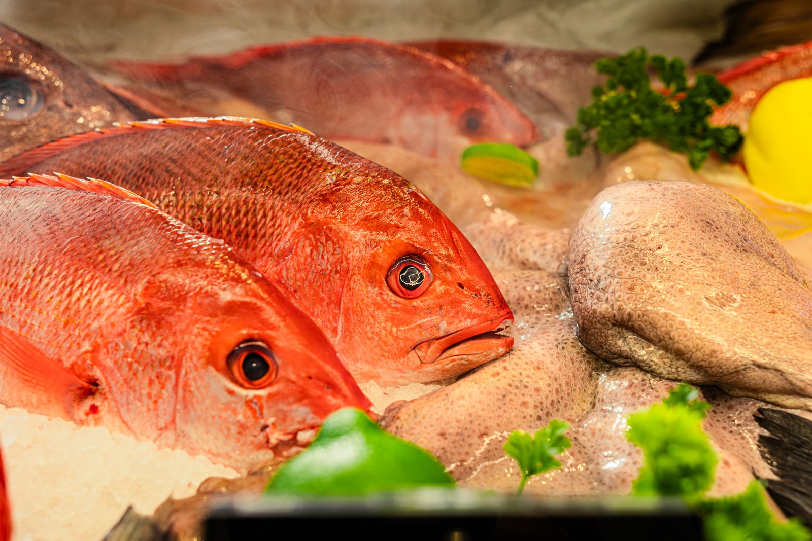 Nevera de productos frescos Ocean Leader